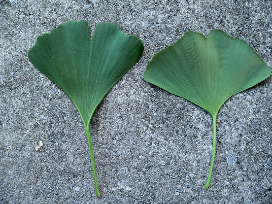 {Ginkgo biloba}